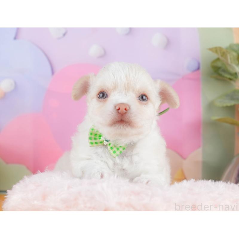 販売中の神奈川県のチワワ(ロングコート)-434419の10枚目