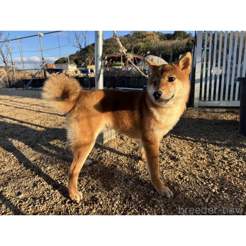 販売中の岡山県の柴犬-384347の5枚目