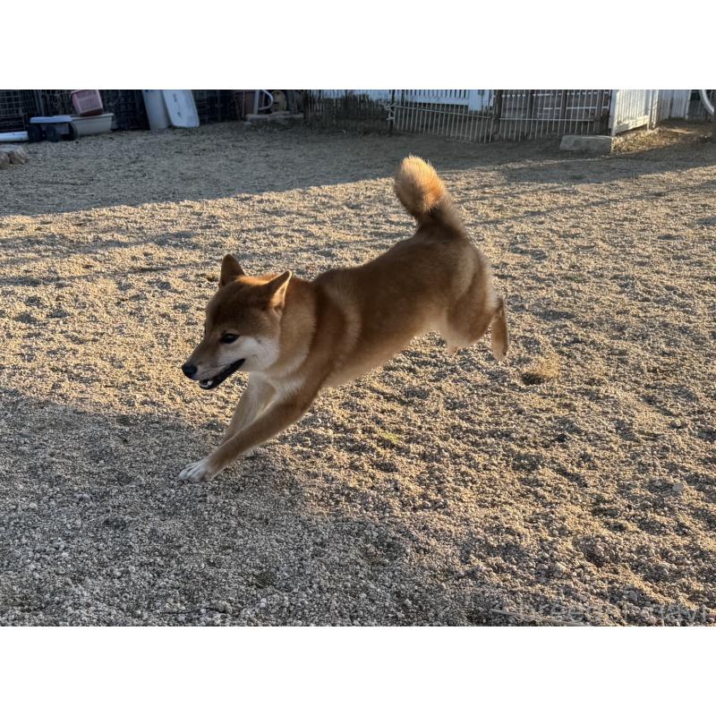 販売中の岡山県の柴犬-384347の4枚目