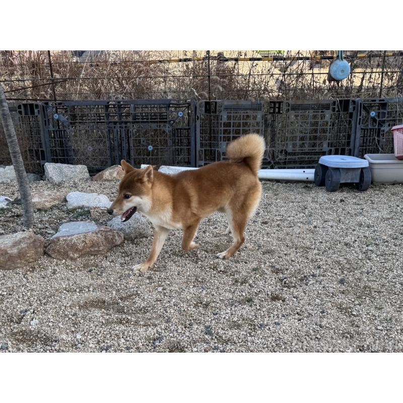 販売中の岡山県の柴犬-384347の3枚目