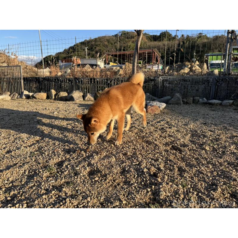 販売中の岡山県の柴犬-384347の2枚目