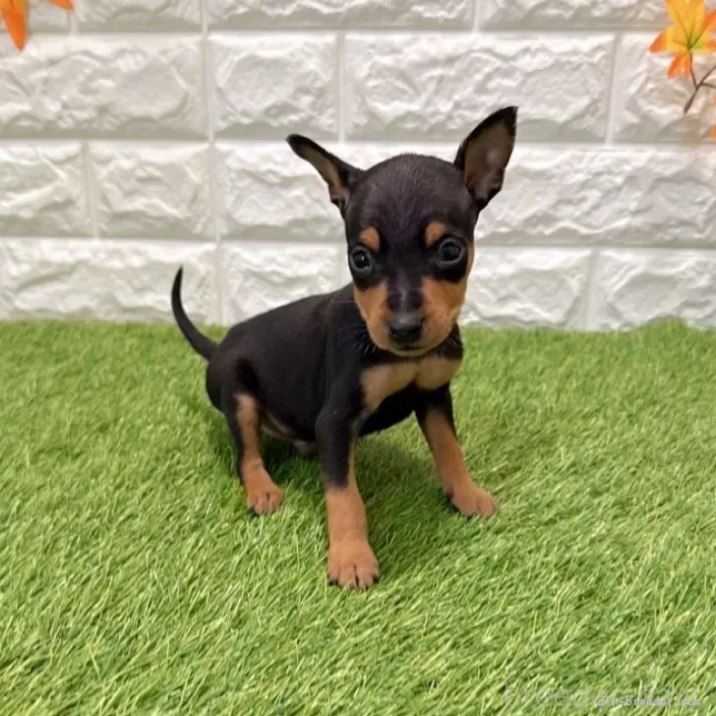 販売中ののミニチュアピンシャー(ミニピン)-434421