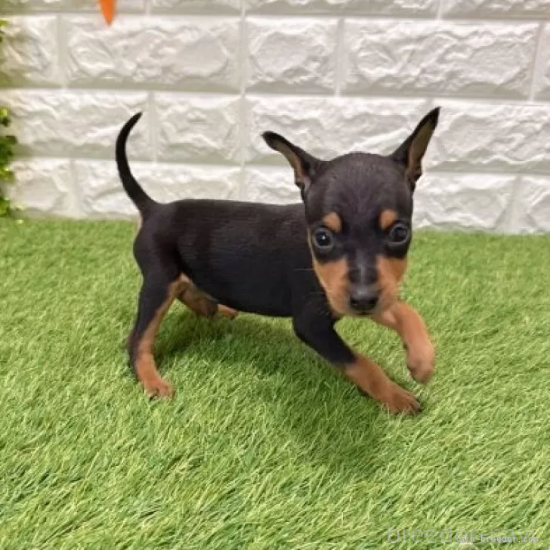 販売中の愛知県のミニチュアピンシャー(ミニピン)-434421の5枚目