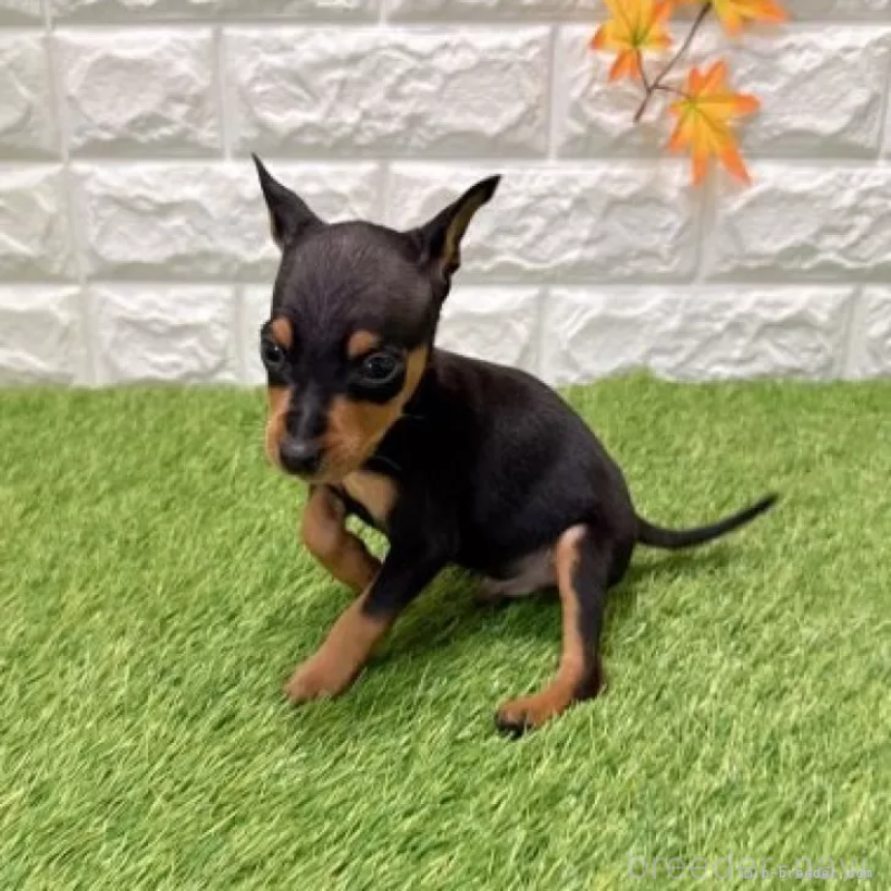 販売中の愛知県のミニチュアピンシャー(ミニピン)-434421の4枚目