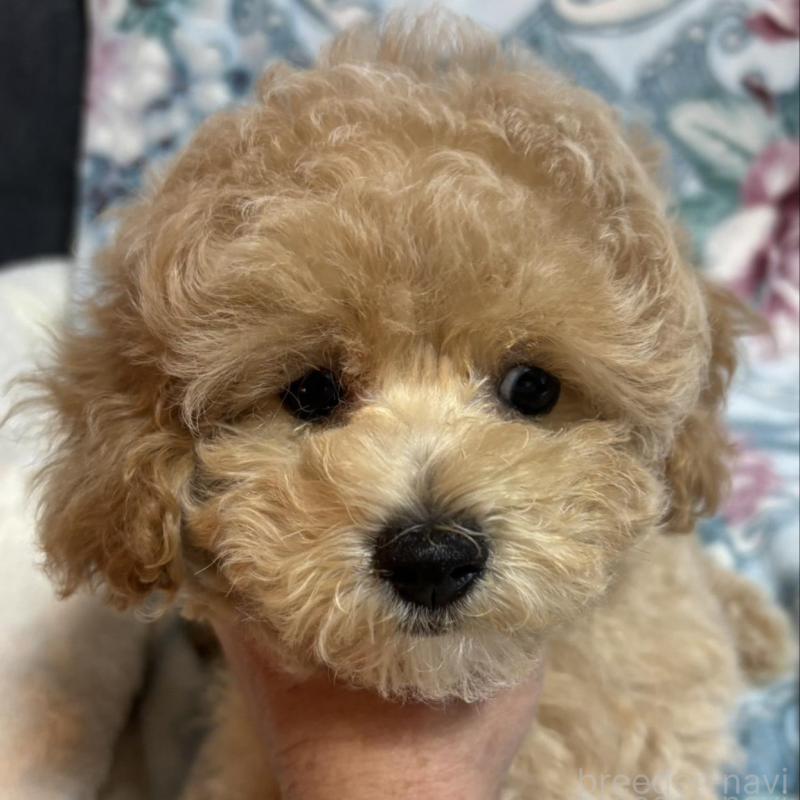 販売中の鹿児島県のビションプー:ビションフリーゼ×トイプードル-434420