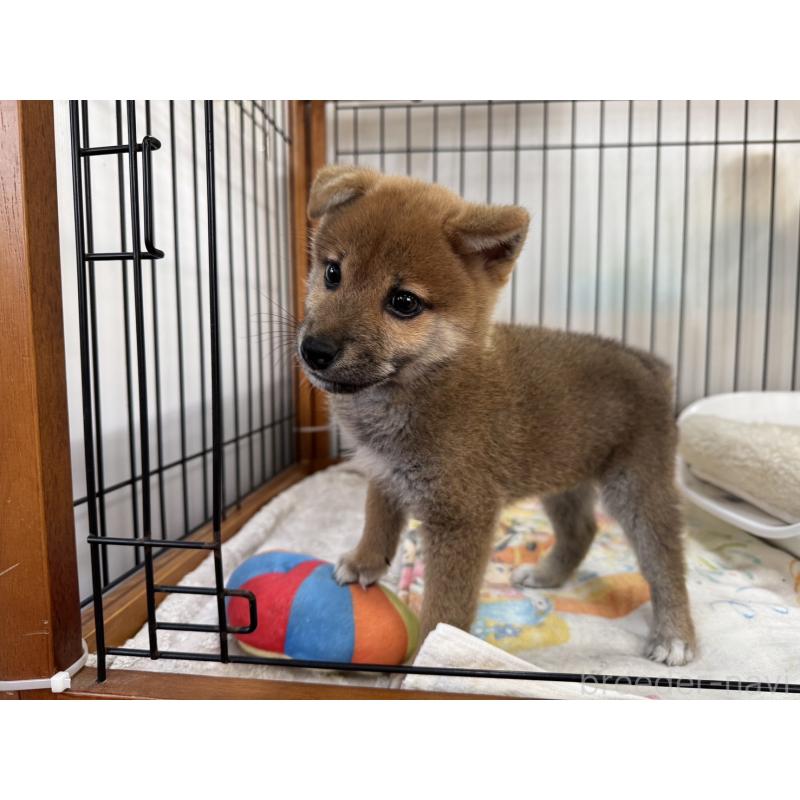 成約済の岡山県の柴犬-430194の5枚目