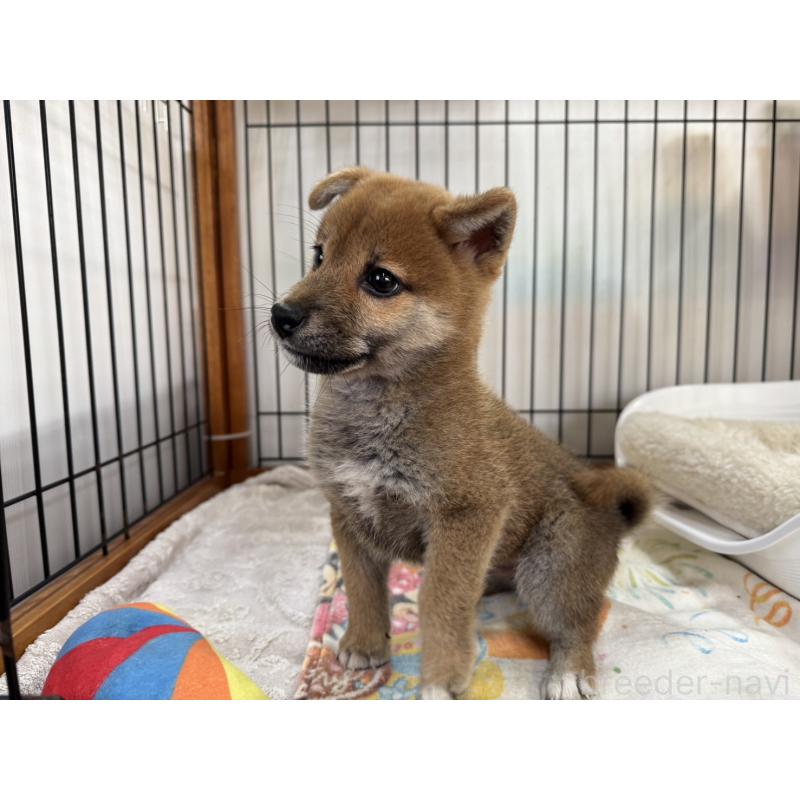 成約済の岡山県の柴犬-430194の4枚目