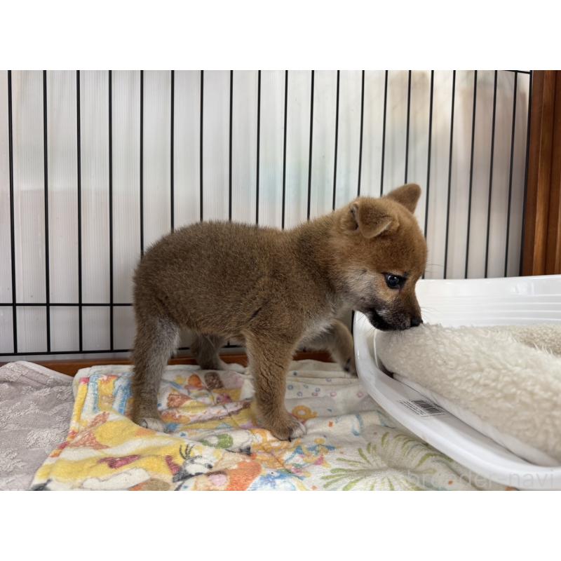 成約済の岡山県の柴犬-430194の3枚目