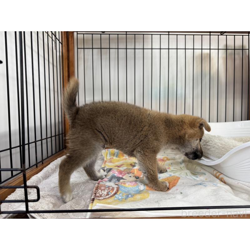 成約済の岡山県の柴犬-430194の2枚目
