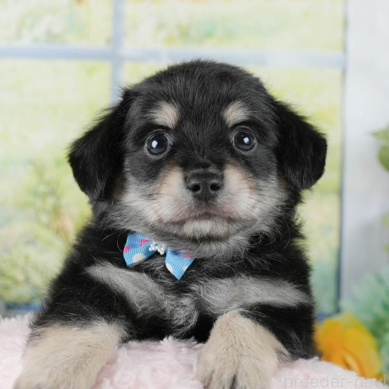 販売中ののチワックス:チワワ×ミニチュアダックスフンド-434424