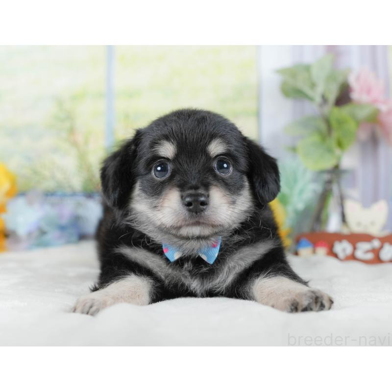 販売中の神奈川県のチワックス:チワワ×ミニチュアダックスフンド-434424の15枚目