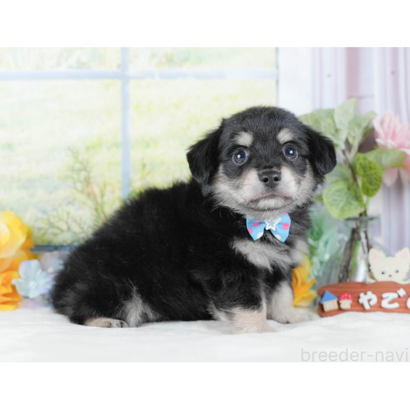 販売中の神奈川県のチワックス:チワワ×ミニチュアダックスフンド-434424の14枚目