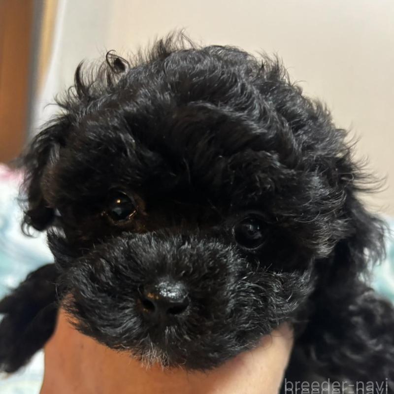 販売中の鹿児島県のマルプー:マルチーズ×トイプードル-434422