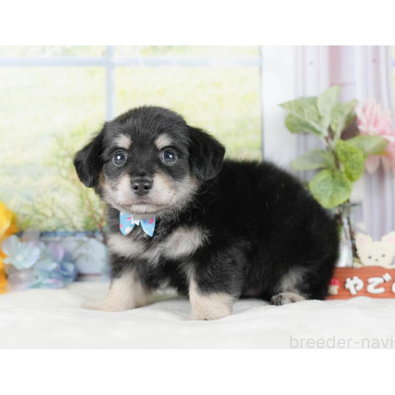 販売中の神奈川県のチワックス:チワワ×ミニチュアダックスフンド-434424の10枚目