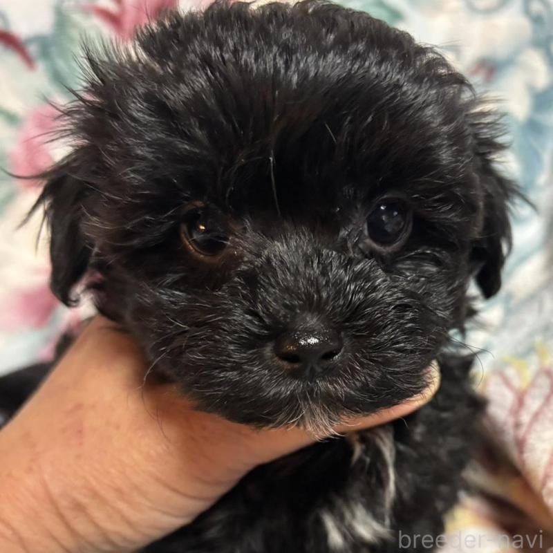 販売中の鹿児島県のマルプー:マルチーズ×トイプードル-434423