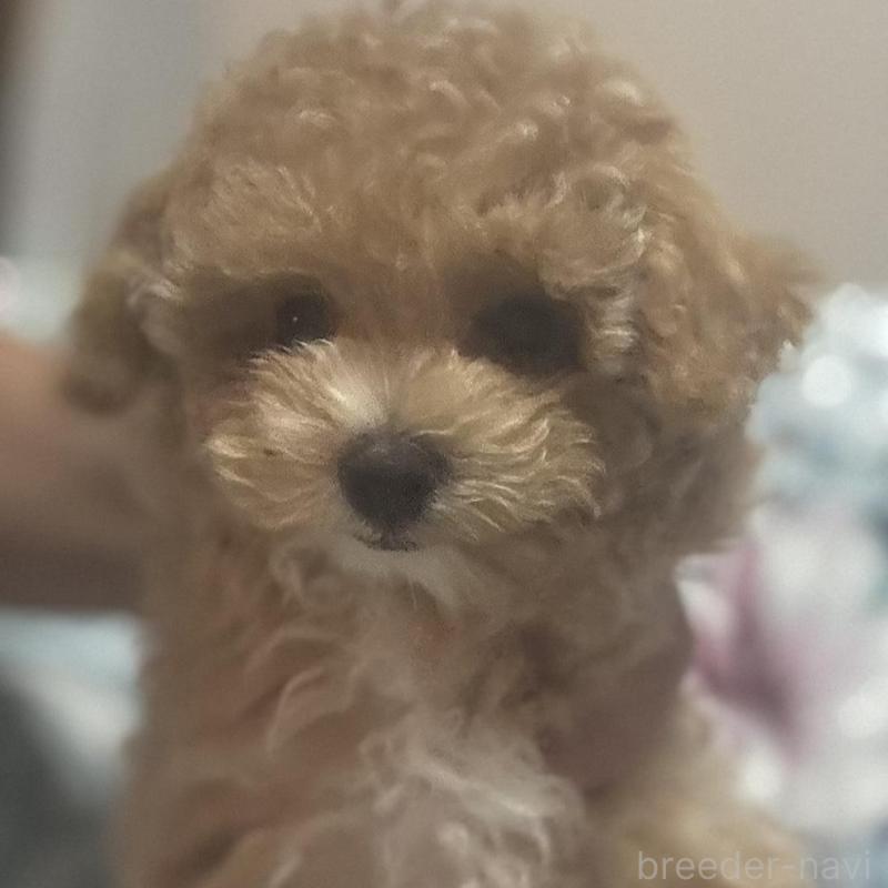 販売中の鹿児島県のビションプー:ビションフリーゼ×トイプードル-434425の1枚目