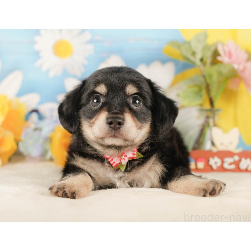 販売中の神奈川県のチワックス:チワワ×ミニチュアダックスフンド-434426の15枚目