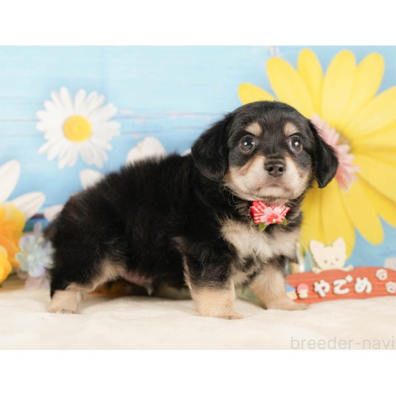 販売中の神奈川県のチワックス:チワワ×ミニチュアダックスフンド-434426の13枚目