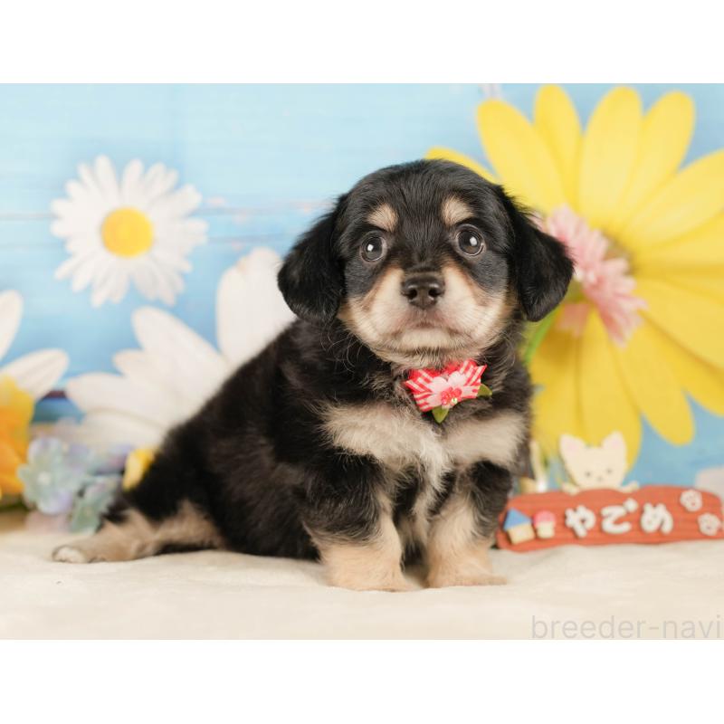 販売中の神奈川県のチワックス:チワワ×ミニチュアダックスフンド-434426の12枚目