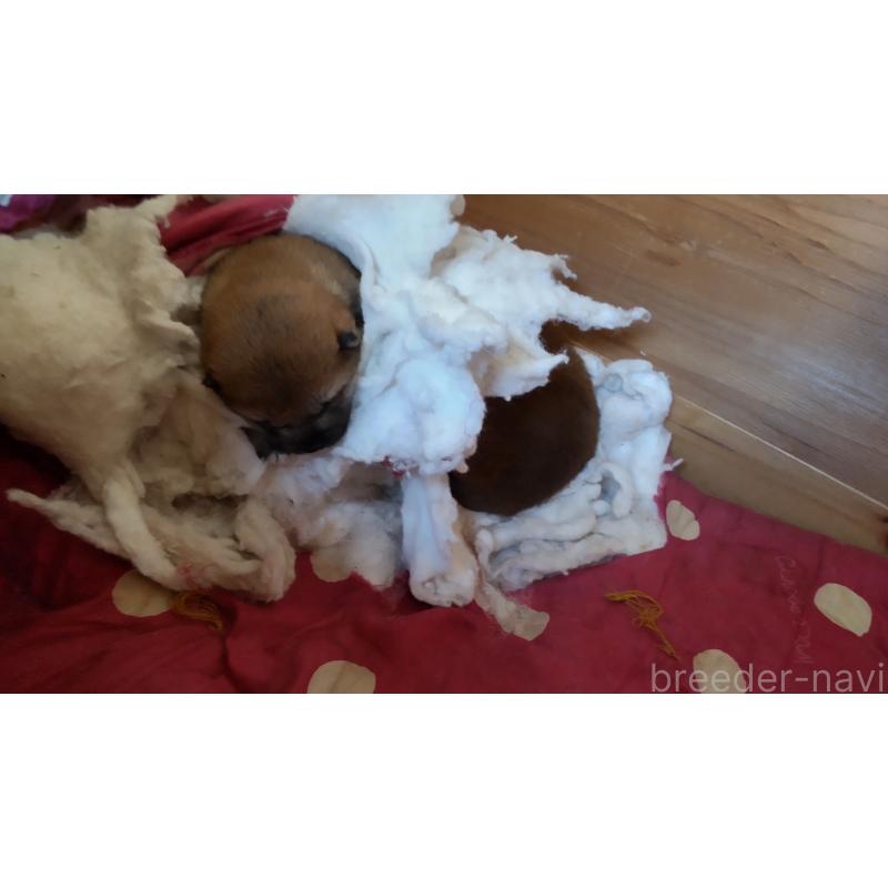 販売中の秋田県の柴犬-434428の2枚目