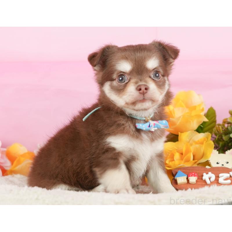 販売中の神奈川県のチワワ(ロングコート)-434427の15枚目