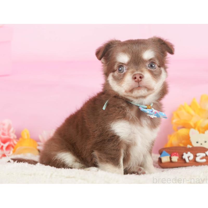 販売中の神奈川県のチワワ(ロングコート)-434427の13枚目