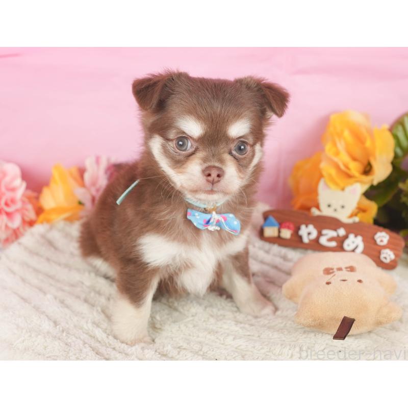 販売中の神奈川県のチワワ(ロングコート)-434427の11枚目