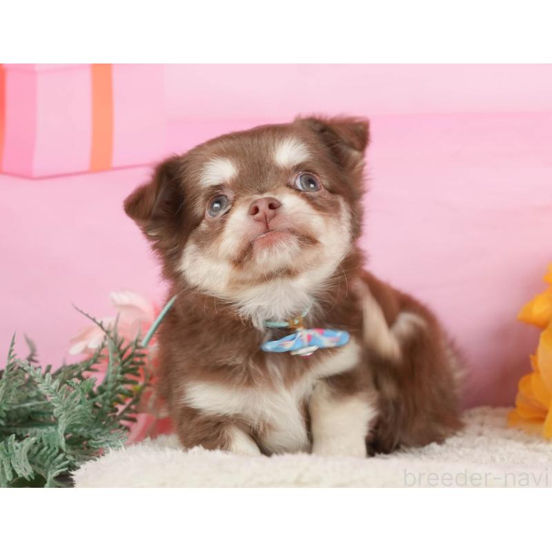 販売中の神奈川県のチワワ(ロングコート)-434427の10枚目