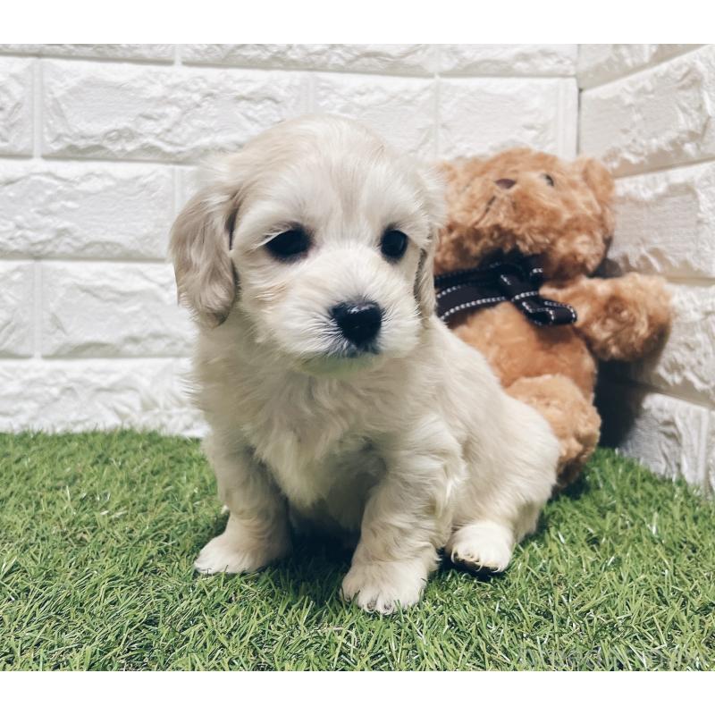 成約済の福岡県のマルックス:マルチーズ×ミニチュアダックスフンド-426472の8枚目