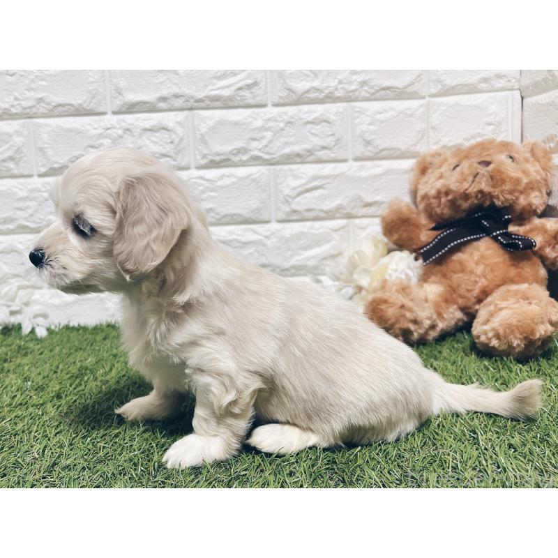 成約済の福岡県のマルックス:マルチーズ×ミニチュアダックスフンド-426472の7枚目