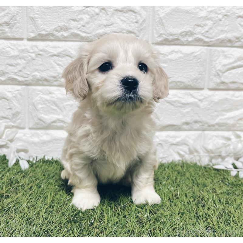 成約済の福岡県のマルックス:マルチーズ×ミニチュアダックスフンド-426472の6枚目