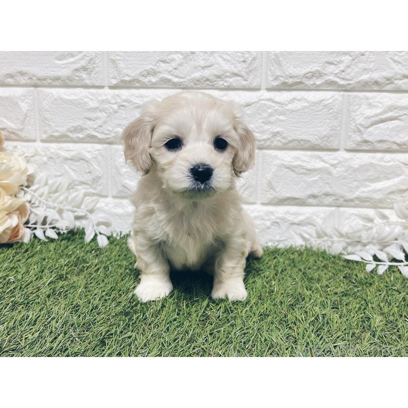 成約済の福岡県のマルックス:マルチーズ×ミニチュアダックスフンド-426472の5枚目