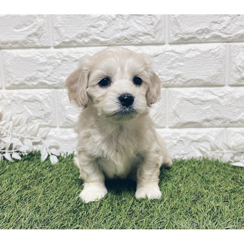 成約済の福岡県のマルックス:マルチーズ×ミニチュアダックスフンド-426472の4枚目