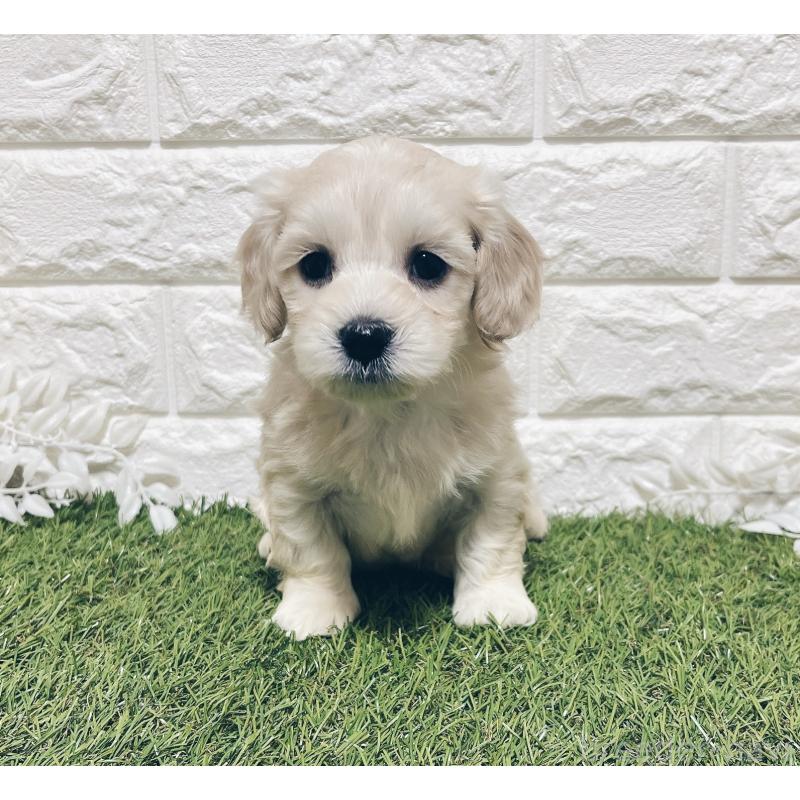 成約済の福岡県のマルックス:マルチーズ×ミニチュアダックスフンド-426472の3枚目