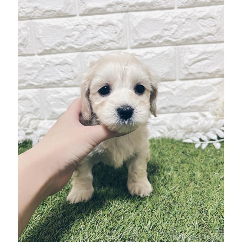 成約済の福岡県のマルックス:マルチーズ×ミニチュアダックスフンド-426472の2枚目