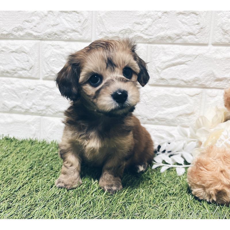 販売中の福岡県のマルックス:マルチーズ×ミニチュアダックスフンド-426473の9枚目