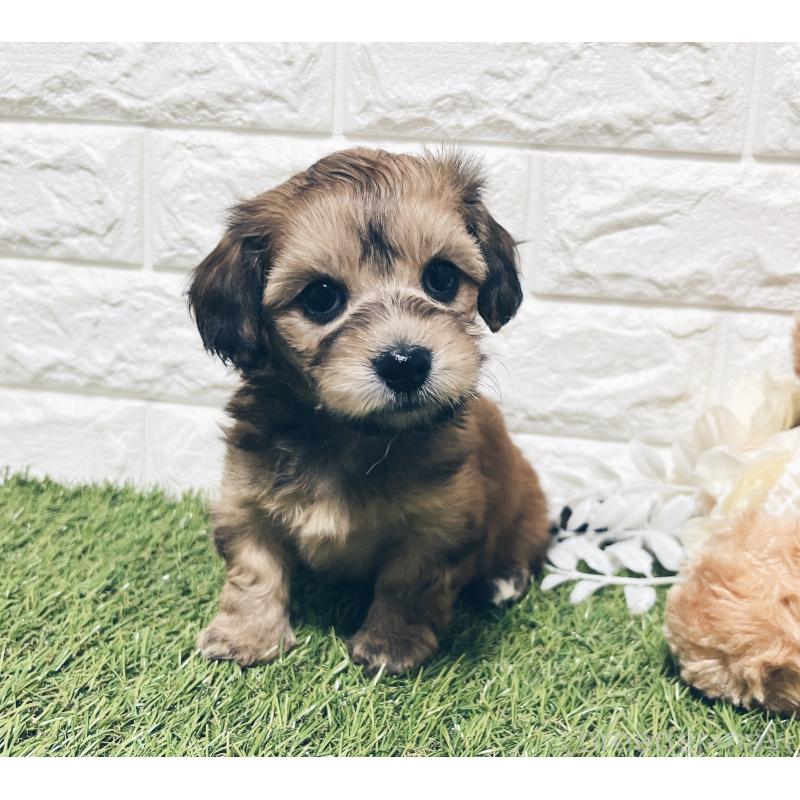 販売中の福岡県のマルックス:マルチーズ×ミニチュアダックスフンド-426473の8枚目