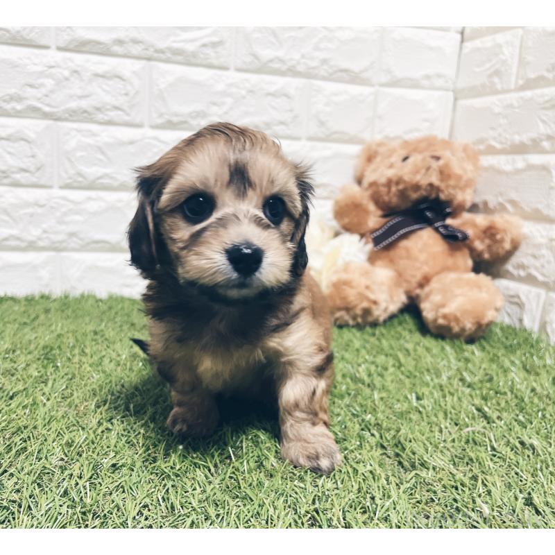 販売中の福岡県のマルックス:マルチーズ×ミニチュアダックスフンド-426473の6枚目