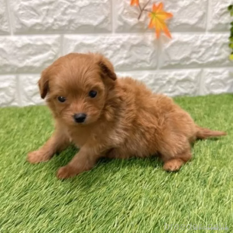 販売中の愛知県のポメプー:ポメラニアン×トイプードル-434429の5枚目