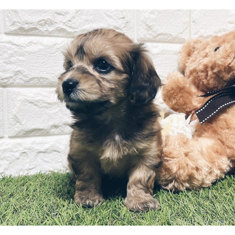 販売中の福岡県のマルックス:マルチーズ×ミニチュアダックスフンド-426473の4枚目