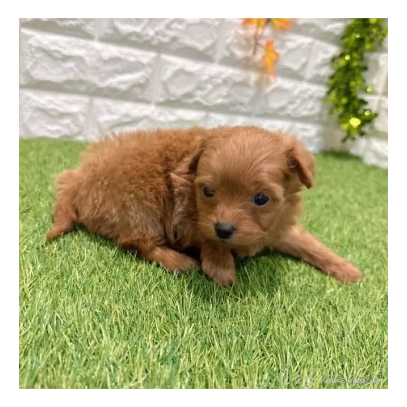 販売中の愛知県のポメプー:ポメラニアン×トイプードル-434429の4枚目