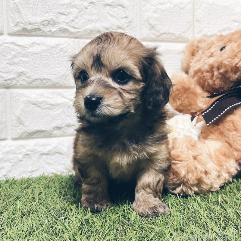 販売中の福岡県のマルックス:マルチーズ×ミニチュアダックスフンド-426473の3枚目