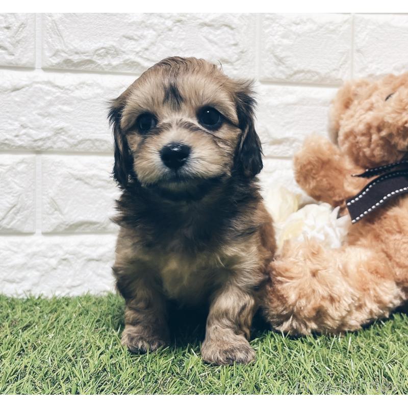 販売中の福岡県のマルックス:マルチーズ×ミニチュアダックスフンド-426473の2枚目