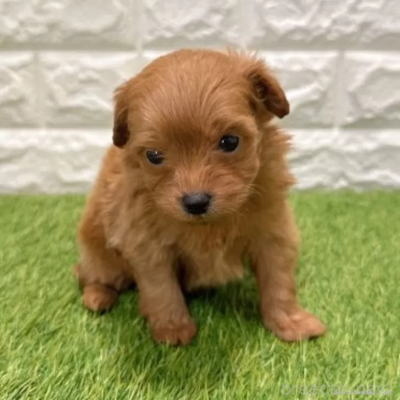 販売中の愛知県のポメプー:ポメラニアン×トイプードル-434429の3枚目