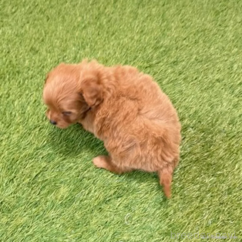 販売中の愛知県のポメプー:ポメラニアン×トイプードル-434429の2枚目