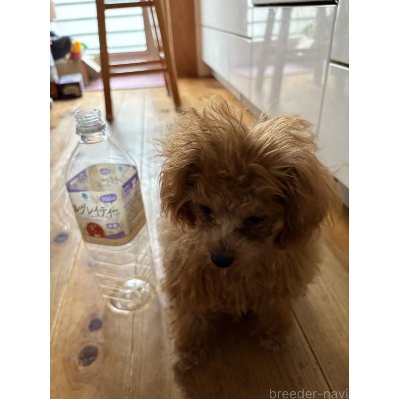 販売中の香川県のティーカッププードル-434763の5枚目