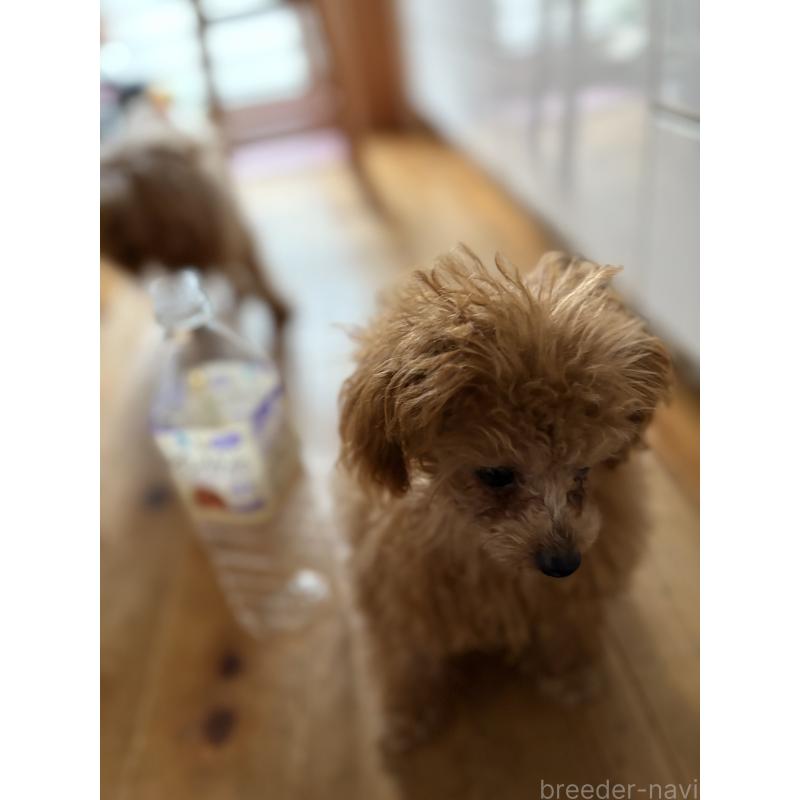 販売中の香川県のティーカッププードル-434763の4枚目