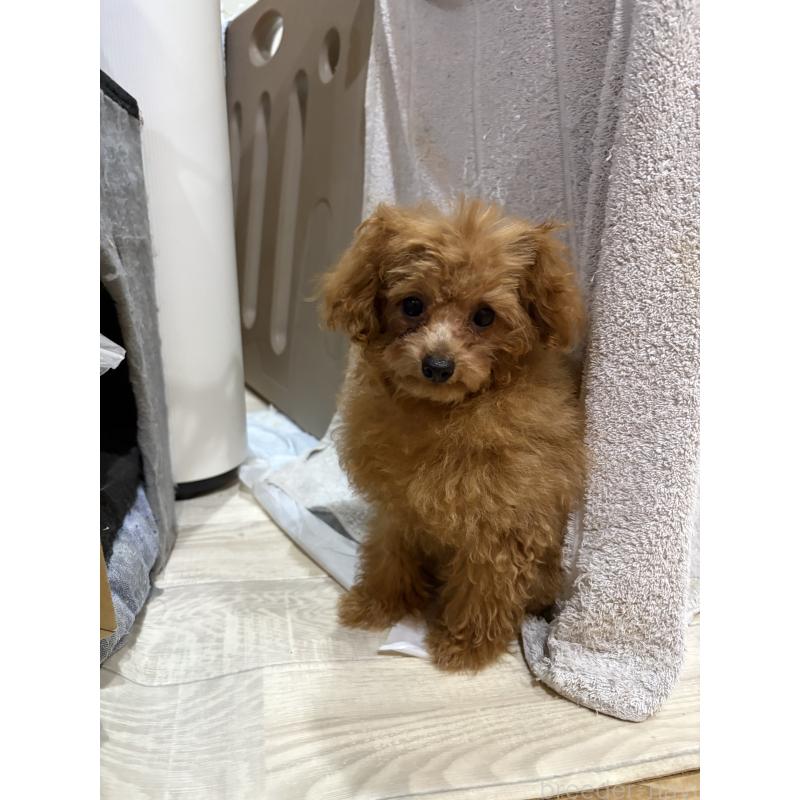 販売中の香川県のティーカッププードル-434763の3枚目