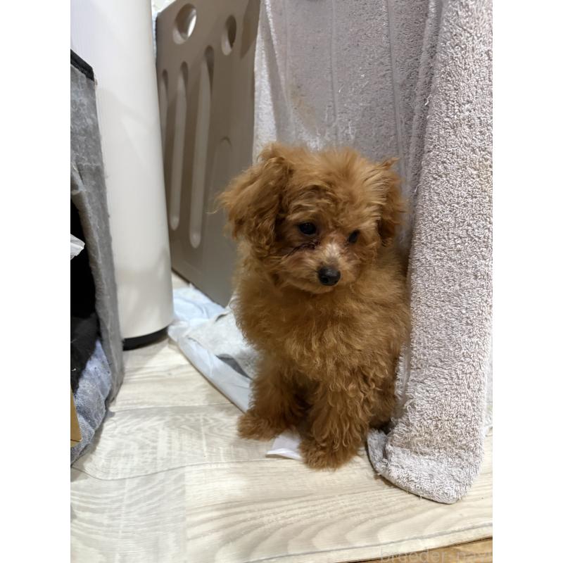 販売中の香川県のティーカッププードル-434763の2枚目