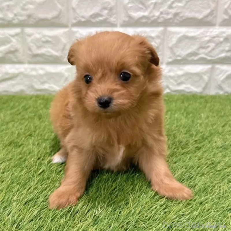 販売中の愛知県のポメプー:ポメラニアン×トイプードル-434431